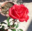 Rock Star rose photo