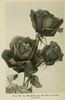 Mrs. Henry Winnett rose photo