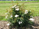 Ole rose photo
