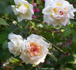 Joseph Liger rose photo