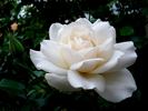Candeur ® rose photo