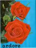 Ardore rose photo