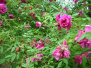 Rosa Maikai rose photo