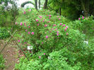 Rosa Maikai rose photo