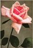 Glorified La France rose photo