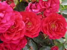 Fire Meidiland ™ rose photo