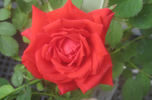 Firestorm rose photo