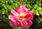 Flower Basket rose photo