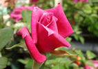 Gala rose photo
