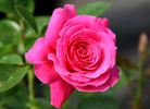 Gemma rose photo