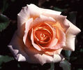 Gentle Persuasion rose photo