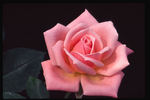 Giggles rose photo