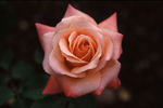 Gitte rose photo