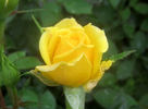 Golden Horizon ™ rose photo