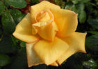 Golden Jubilee rose photo