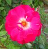 Winifred Coulter Cl. rose photo
