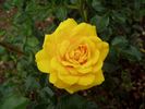 Gold Pin rose photo