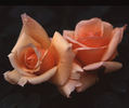 Golden Unicorn rose photo