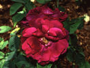 Granny Grimmetts rose photo