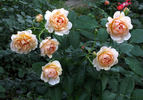 Madame Paule Massad rose photo