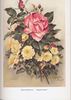 Eugénie Lamesch rose photo