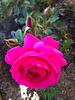 Duftendes Weisskirchen rose photo