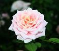 Dream Catcher rose photo