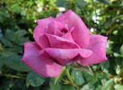 Herbie rose photo