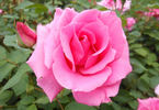 Hi Neighbor rose photo