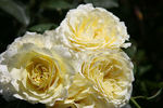 Highfield ® rose photo