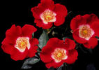 Hoot Owl rose photo