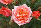 Hula Girl rose photo