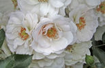Ice Meidiland rose photo