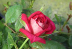 Iced Raspberry ™ rose photo