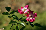 Ruby Ring rose photo