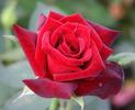 Ink Spots rose photo