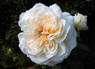 Joan Fontaine rose photo