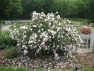 Prairie Wren rose photo