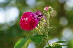 Luciole rose photo
