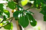 Luciole rose photo