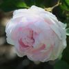 Perle von Weissenstein rose photo