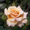Golden Centennial rose photo