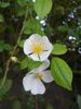 <i>Rosa tunquinensis</i> Crépin rose photo