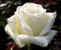 Nataniel rose rose photo