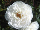 Athyemma rose photo