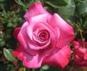 Jenna clifford rose photo