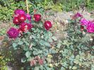 Caroline bay rose photo