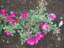 Loving Care rose photo