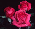 Just For You rose photo
