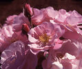 Kateryna rose photo